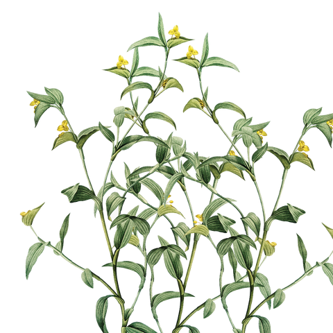 Botanical Liners
